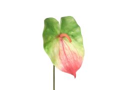 Anthurium Leaf Tricolor L 60cm