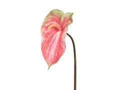 Anthurium Leaf Pink L 60cm