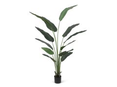 Premium Artificial Real Touch  Traveller's Palm Tree with Pot 180cm