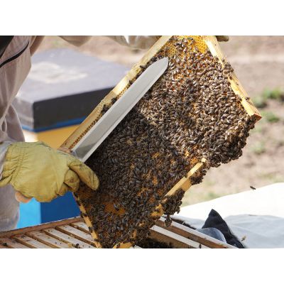 Beekeeping Honey Capping Knife