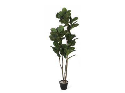 Premium Touch Real Fiddle Leaf Tree 120cm