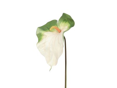 Anthurium Leaf White XL 75cm