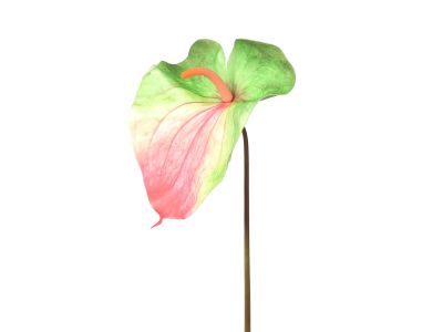 Anthurium Leaf Tricolor XL 75cm