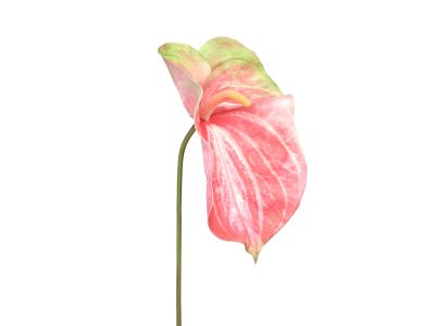 Anthurium Leaf Pink XL 75cm
