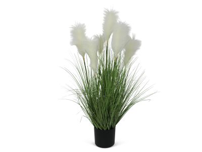 Pampas Grass with Pot 100cm